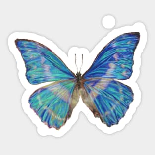 Blue Butterfly Drawing -Morpho in Pencil Realistic Sticker